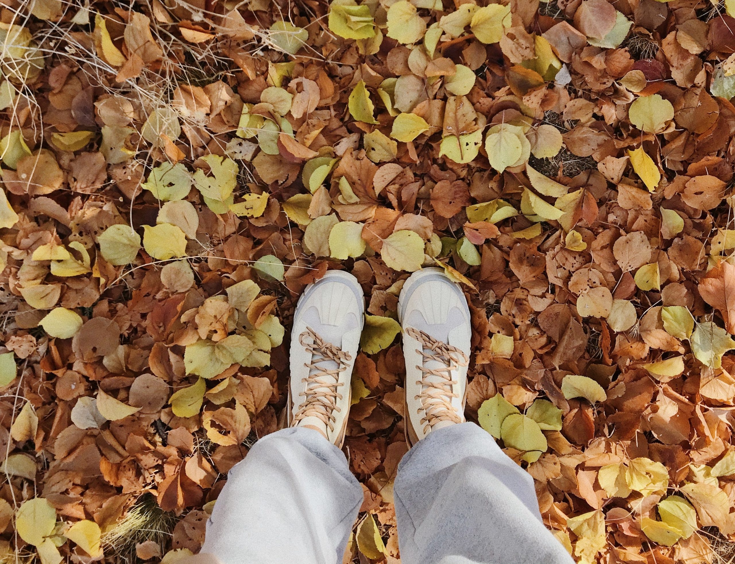 pexels-anna-shvets-6027842 Otoño 2023